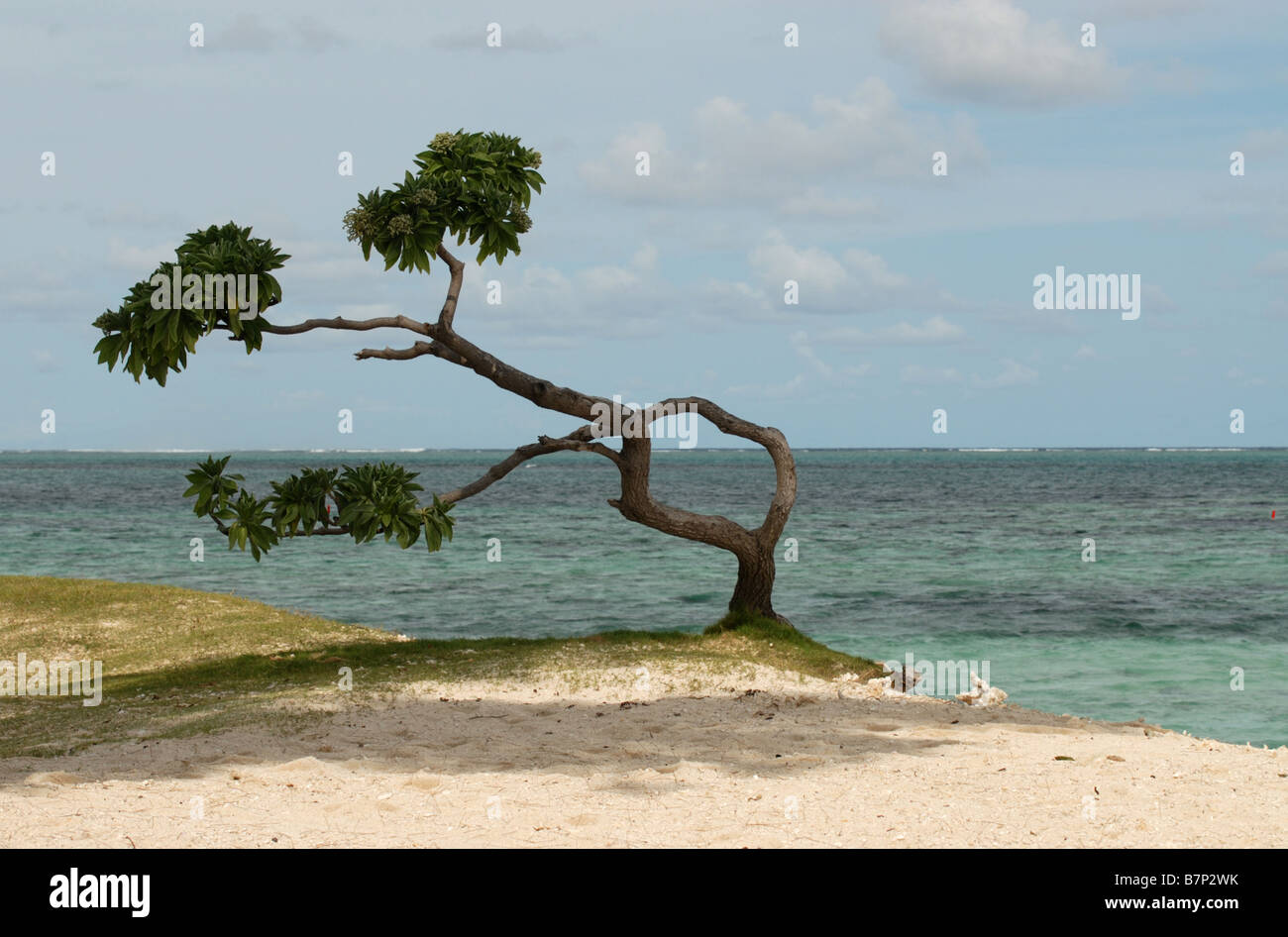 Struttura spazzate dal vento su una spiaggia a sud dell'Isola di Mauritius Foto Stock
