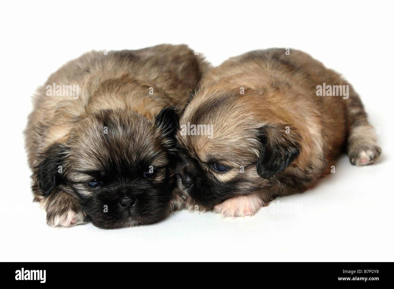Tibetan Spaniel cuccioli di 4 settimane Foto Stock