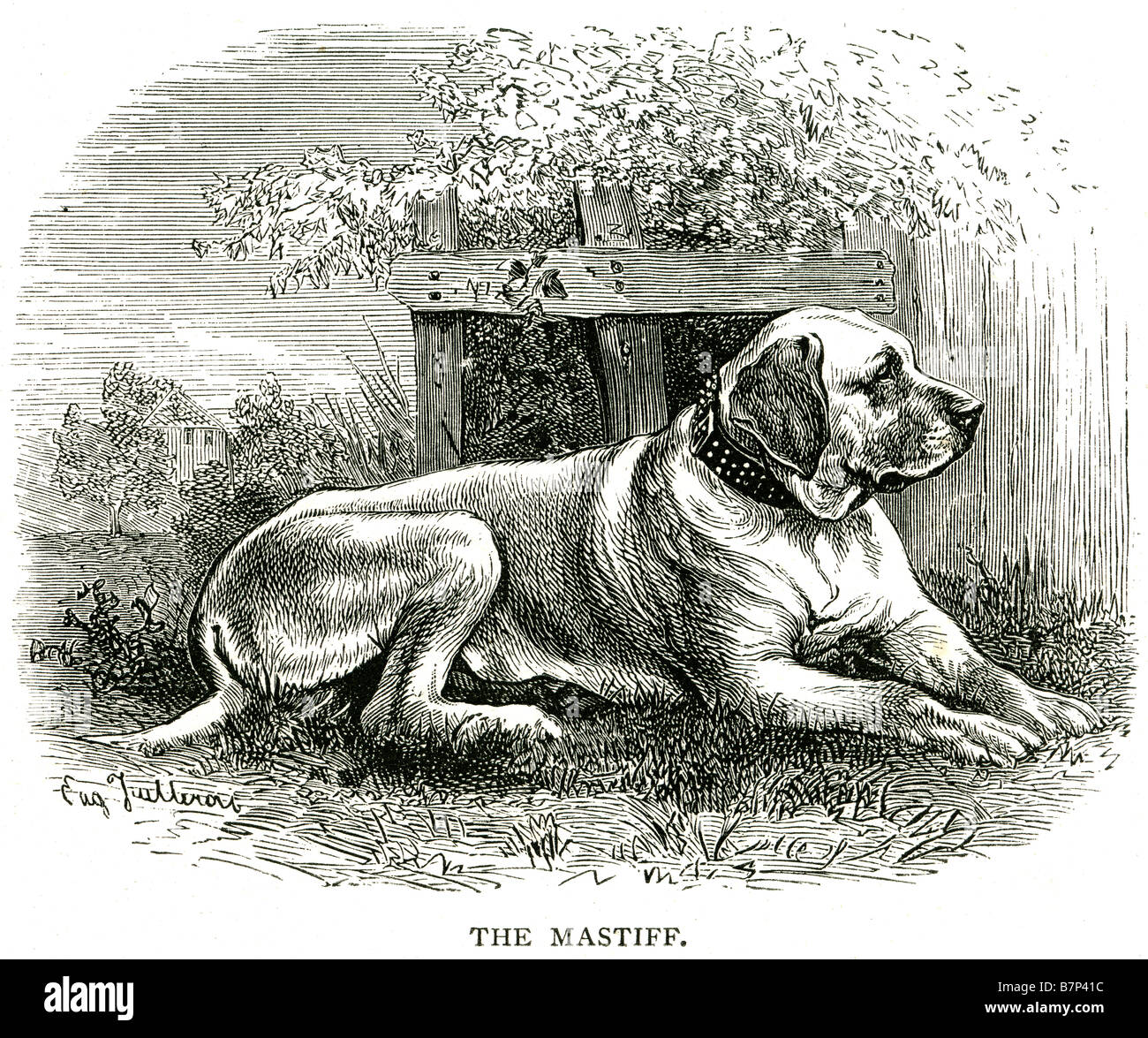 Mastiff seduta cane che giace il mastiff inglese, spesso chiamato semplicemente Mastiff, è una grande razza di cane discende da un antico Foto Stock