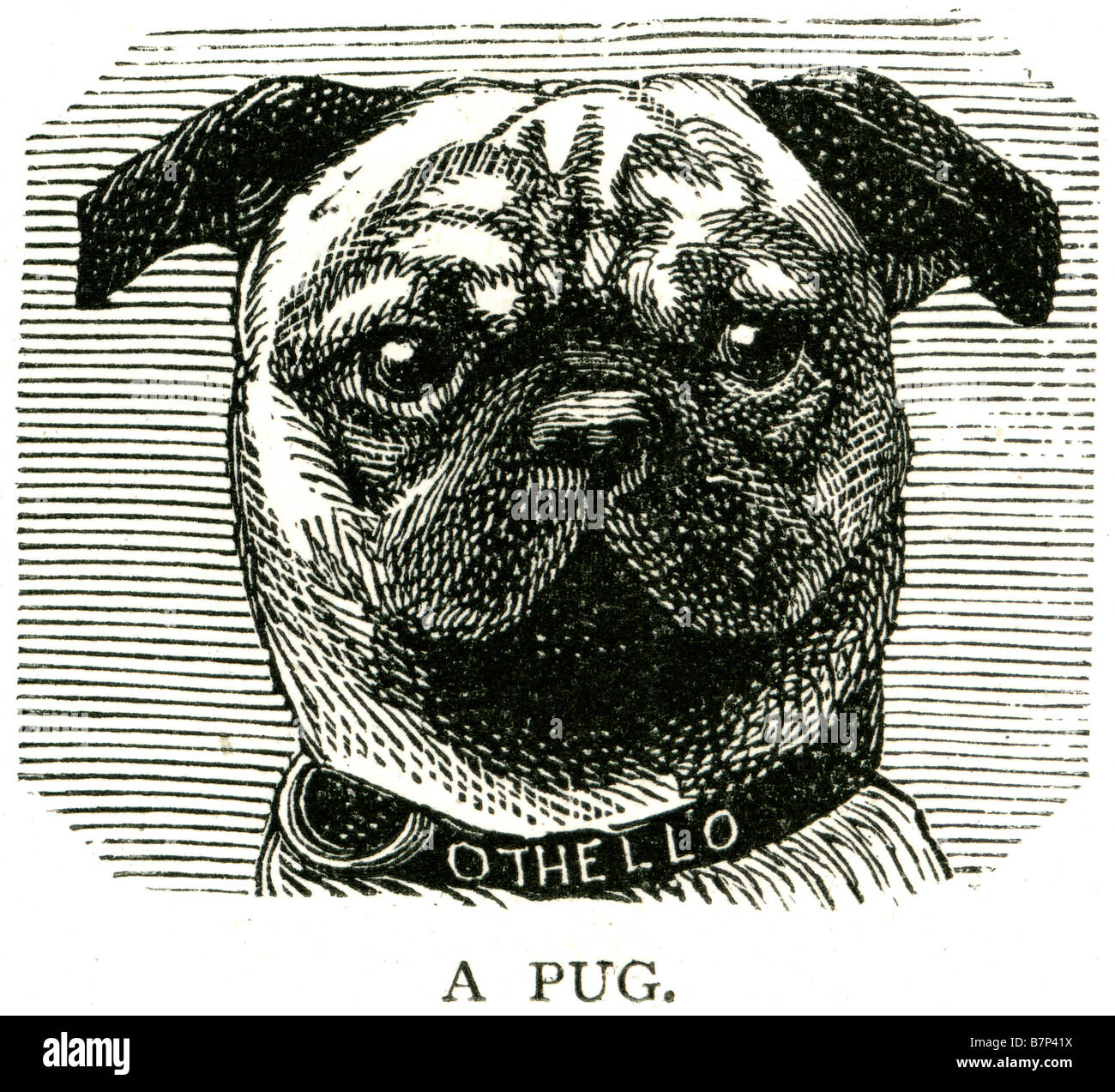 Pug dog othello il Pug è una piccola razza di cane con un rugoso, breve imbavagliata di fronte . La parola "pug' può provenire dal vecchio e Foto Stock