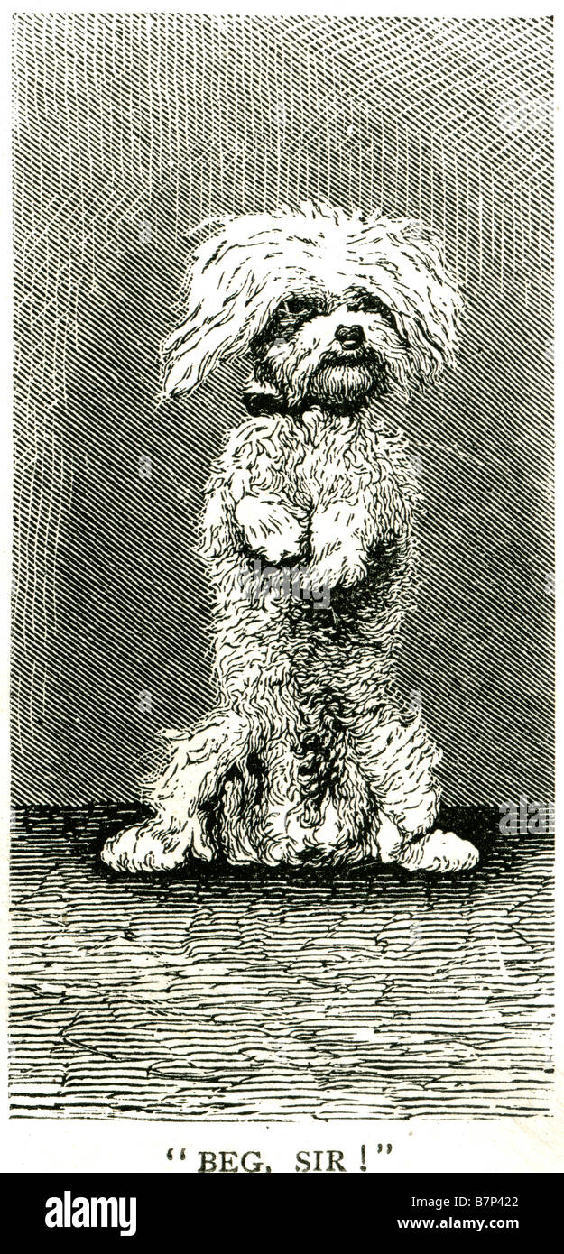 Mendicare sir zampa del cane in piedi a mendicare stand canino trucco pet animale addestrato all'interno di casa Foto Stock