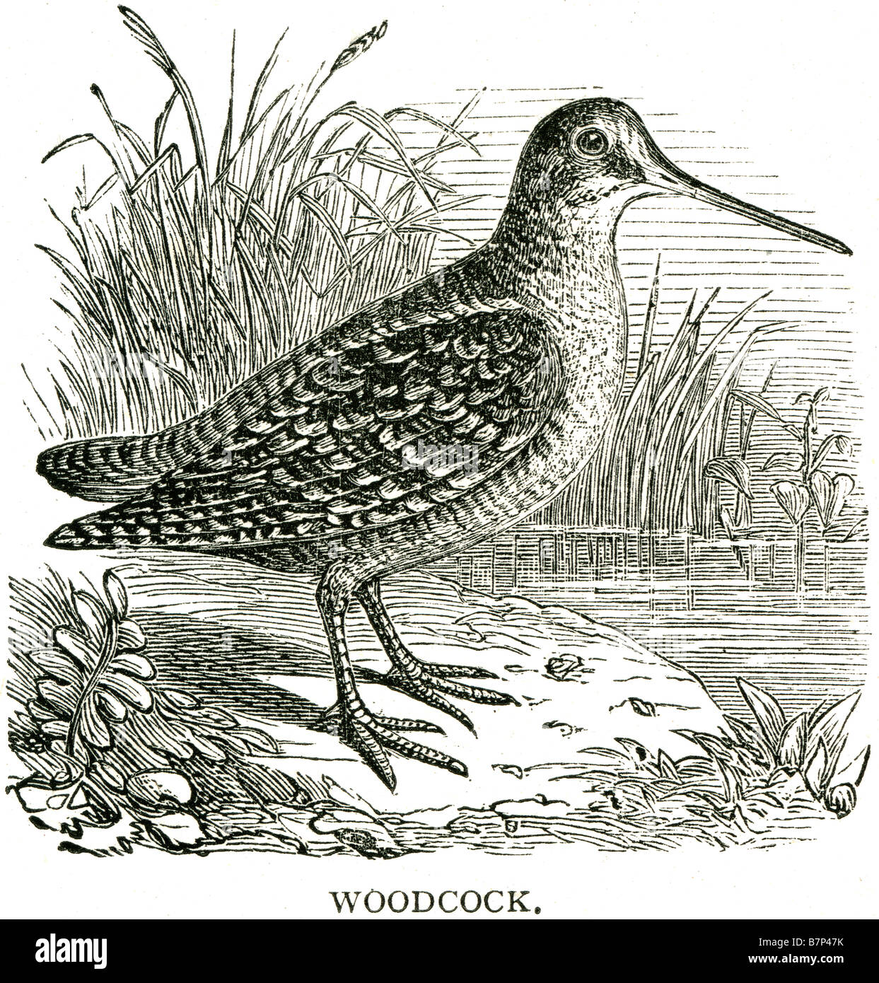 Woodcock Charadriiformes Scolopacidae Scolopax Gallinago Foto Stock