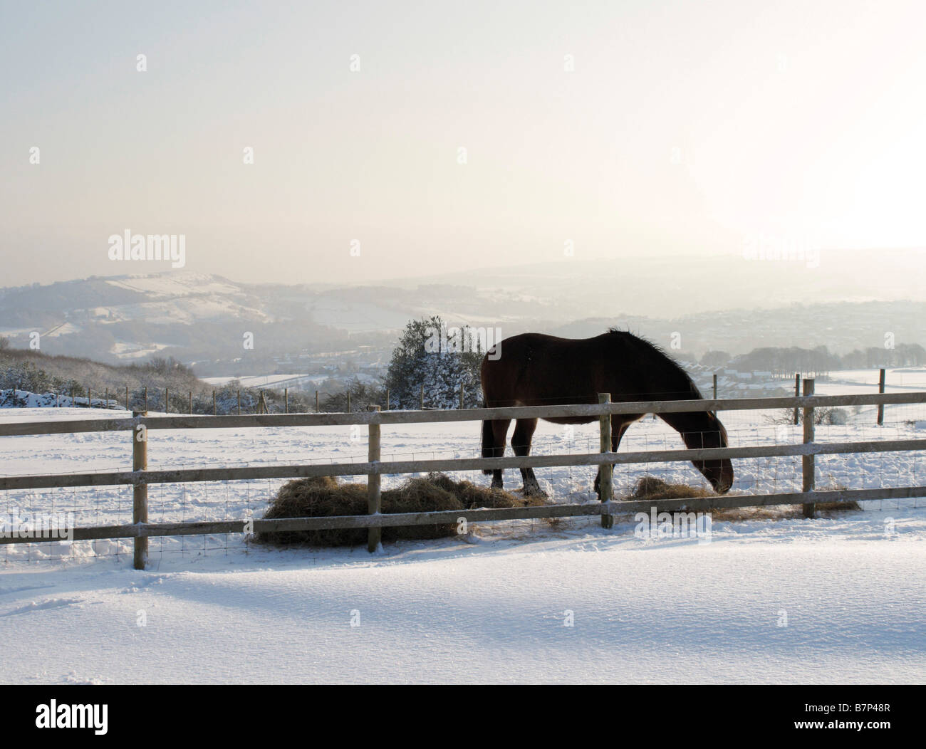 Cavallo di mangiare il fieno in campagna a Wilshaw, vicino Holmfirth, durante il mese di febbraio 2009 nevicate, West Yorkshire, Inghilterra Foto Stock