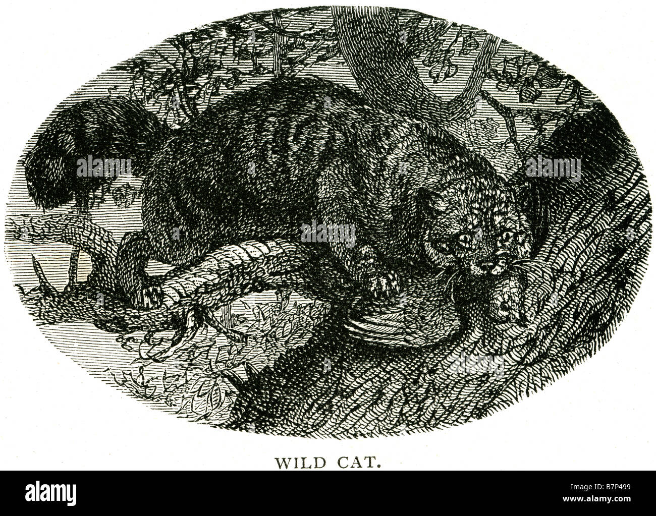 Il gatto selvatico Felis silvestris talvolta Europa Asia occidentale Africa. Si tratta di un cacciatore di piccoli mammiferi, uccelli e altre creature di un Foto Stock