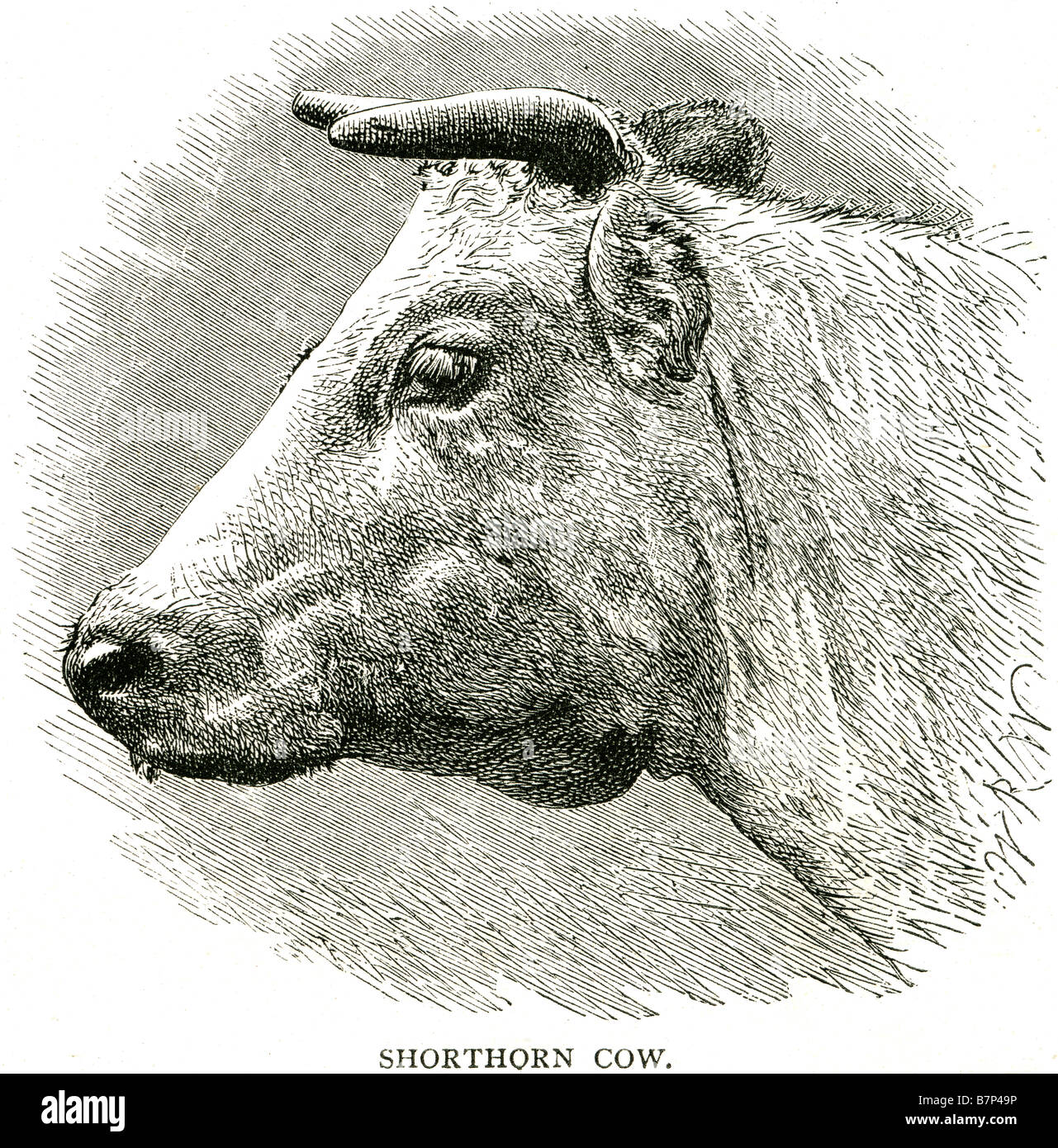 Vacca shorthorn Bovinae Bovidi bestiame Carni bovine Carni bovine dairy cuoio carrello aratro Foto Stock