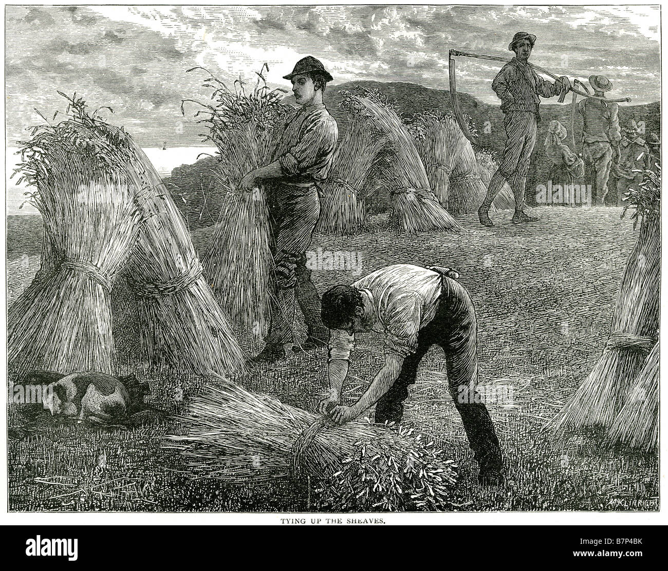 Pulegge scanalate di legatura raccolto lavoro lavoro allevamento cani strumenti agricoltore agosto scena falce imprenditore agricolo raccolto lavoro estivo Lavoro aut Foto Stock