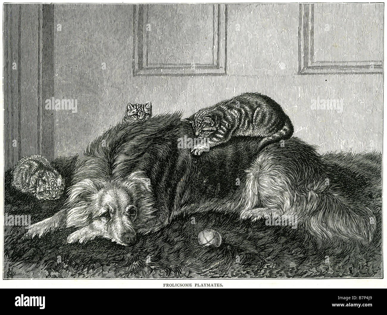 Frolicsome playmeates cane gattino giocare a palla fur canine dentro casa felino pet giocando annoiato tipo di animale in appoggio Foto Stock