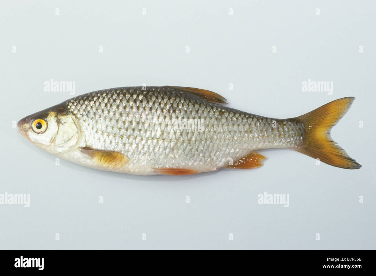 Roach (Rutilus rutilus), studio immagine Foto Stock