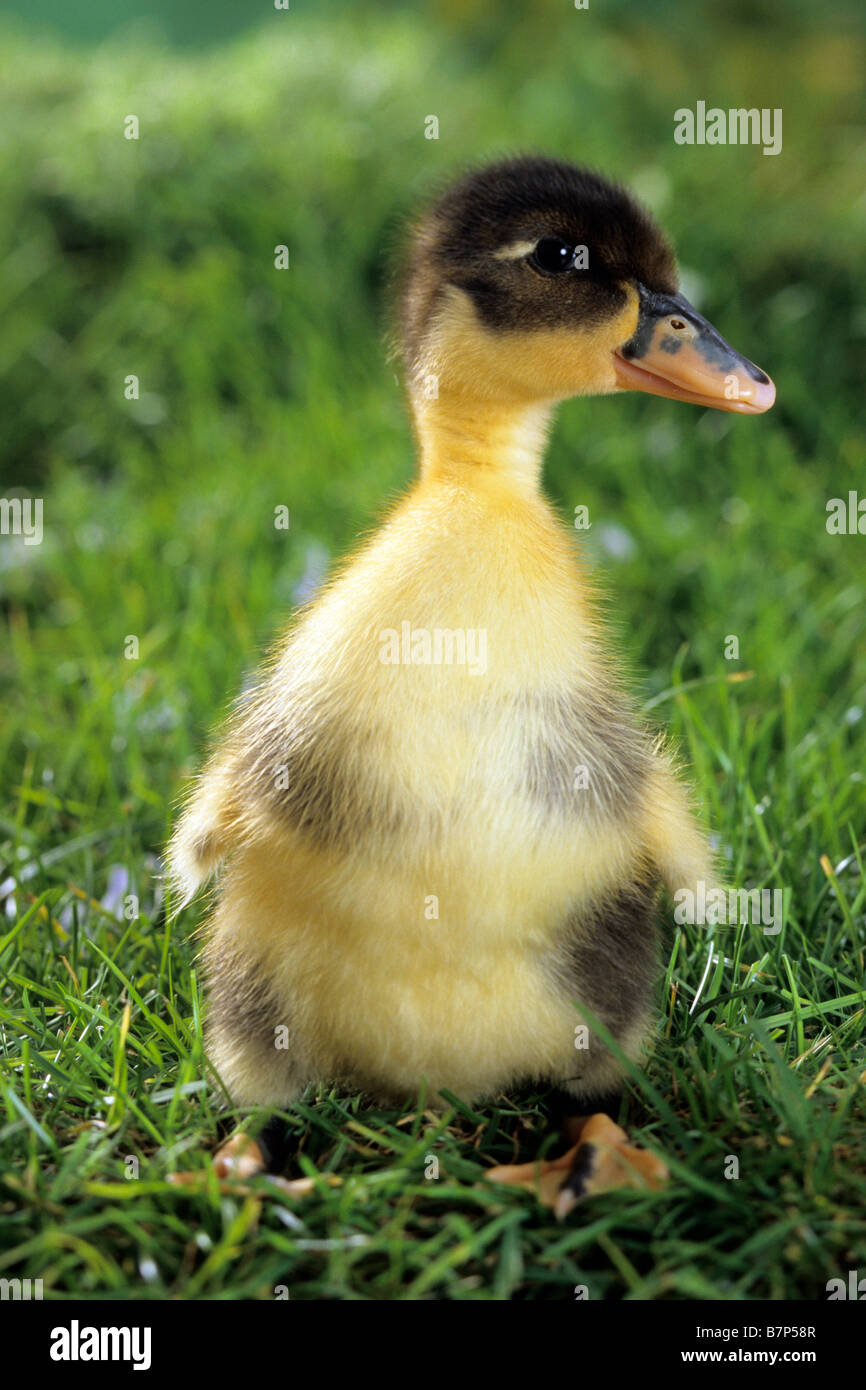 Anatra domestica (Anas platyrhynchos), anatroccolo sull'erba Foto Stock