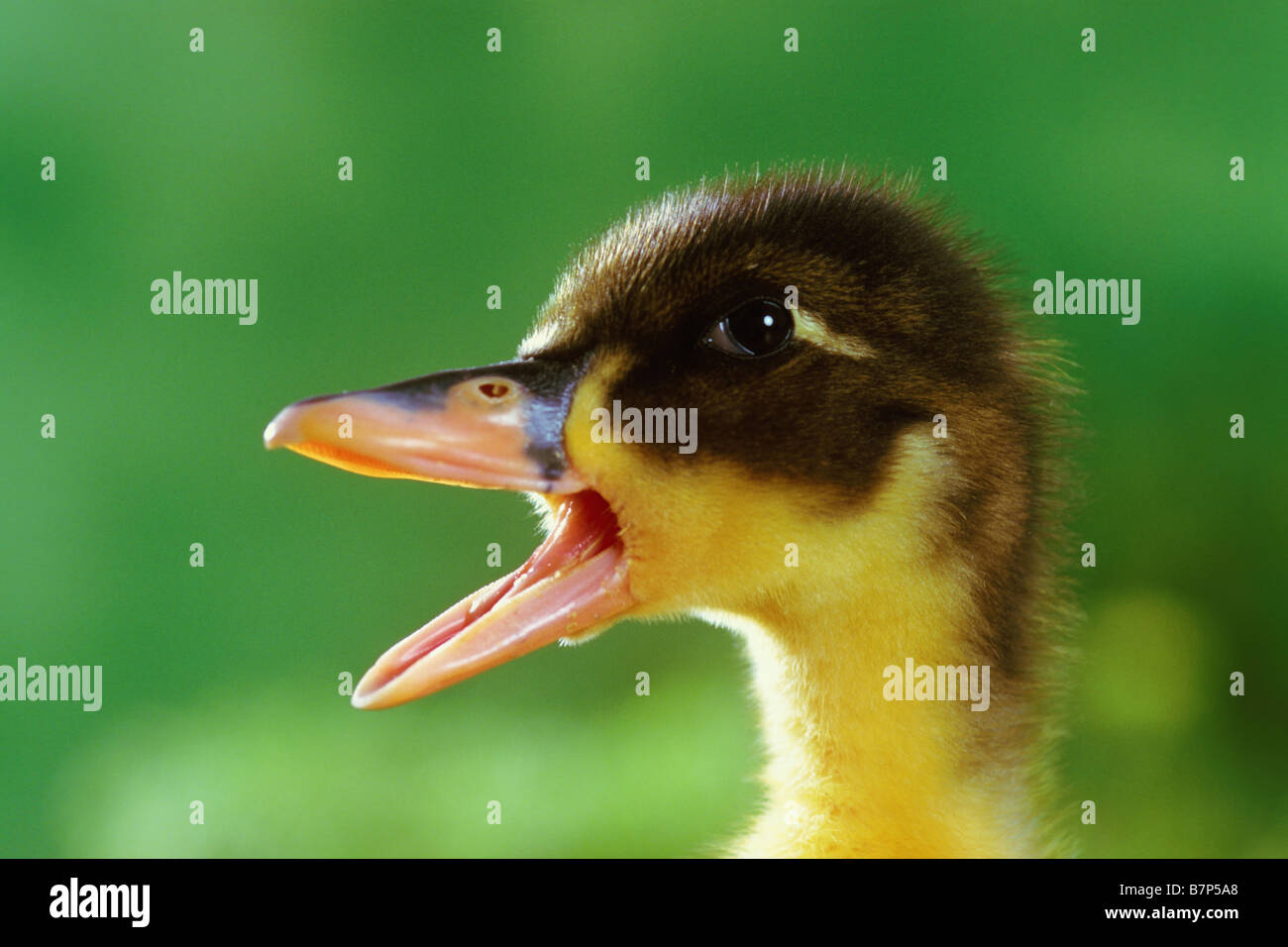 Anatra domestica (Anas platyrhynchos), chiamando anatroccolo Foto Stock