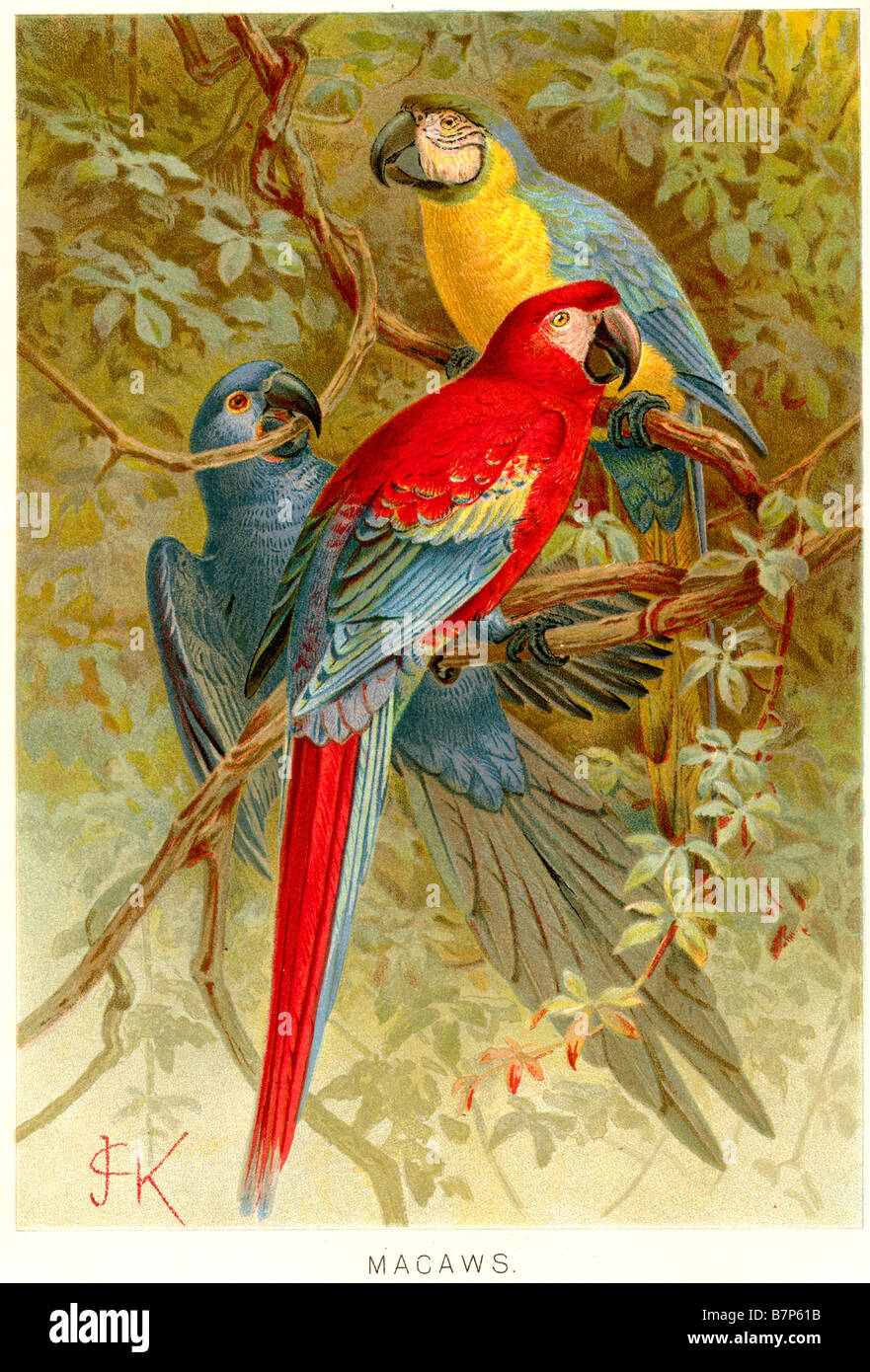 Macaws pappagalli Cyanopsitta Anodorhynchus Primolius Orthopsittaca Diopsittaca Foto Stock