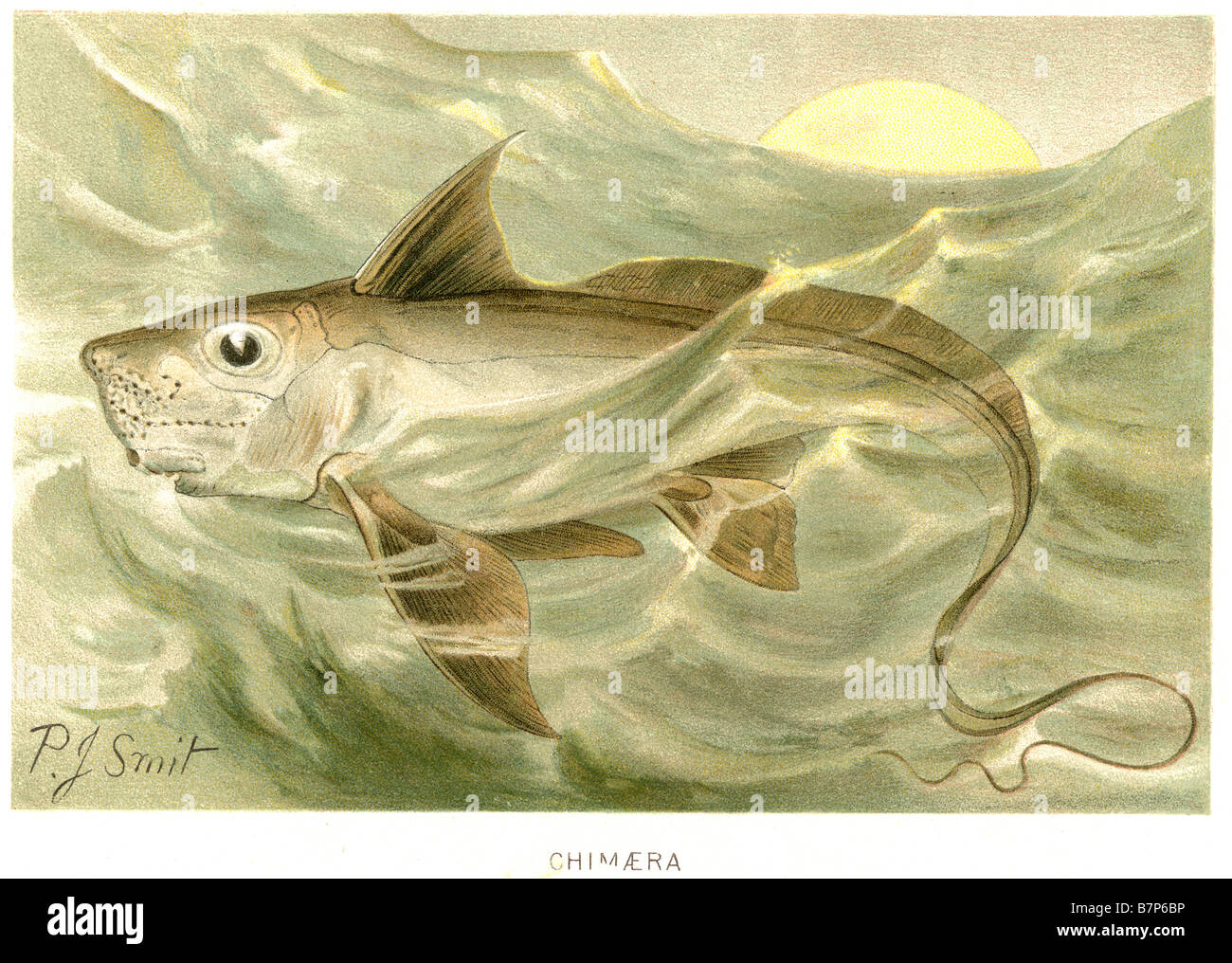 Chimaeras sono pesci cartilaginei nell'ordine Chimaeriformes. Essi sono correlati alla squali e razze, e sono a volte chiamati Foto Stock