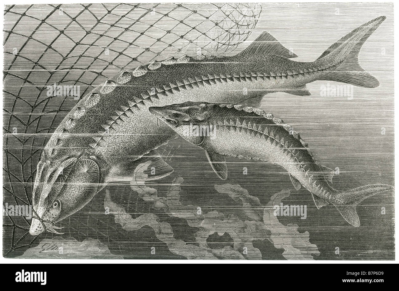Lo Storione Acipenser Huso Scaphirhynchus Pseudoscaphirhynchus pesce catturato catture pesca netto pinna trappola alimentare intrappolato lavoro kill marine Foto Stock