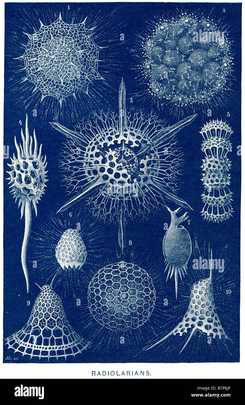 Microscopio Radiolarains ingrandire scheletri radiolari (anche radiolaria) amoeboid sono protozoi che producono minerale intricate sk Foto Stock