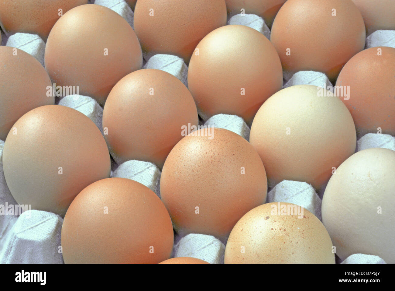 Brown uova di galline in un vassoio Foto Stock