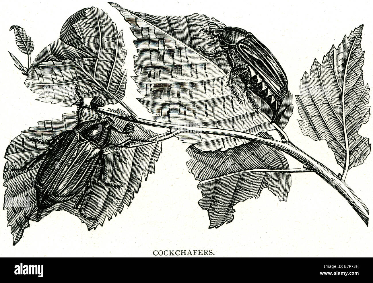 Melolontha Cockchafers Scarabaeidae East Anglia europeo insetti coleotteri ramo foglie natura fauna selvatica animali Outdoor Foto Stock