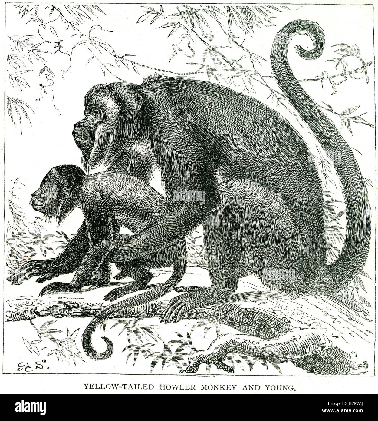 Giallo Tailed scimmia urlatrice giovane ape giungla scimpanzé tree natura fauna selvatica animali all'esterno Il Atelidae sono uno dei fou Foto Stock