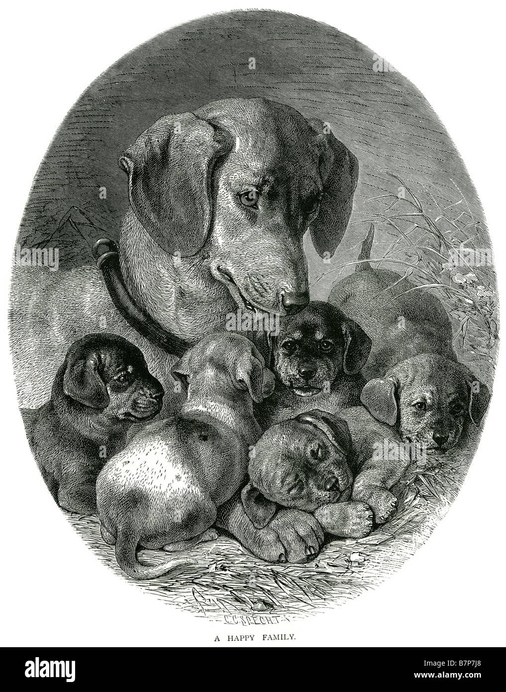 La famiglia felice di cucciolo di cane cucciolo di lettiera canina pet animale Foto Stock