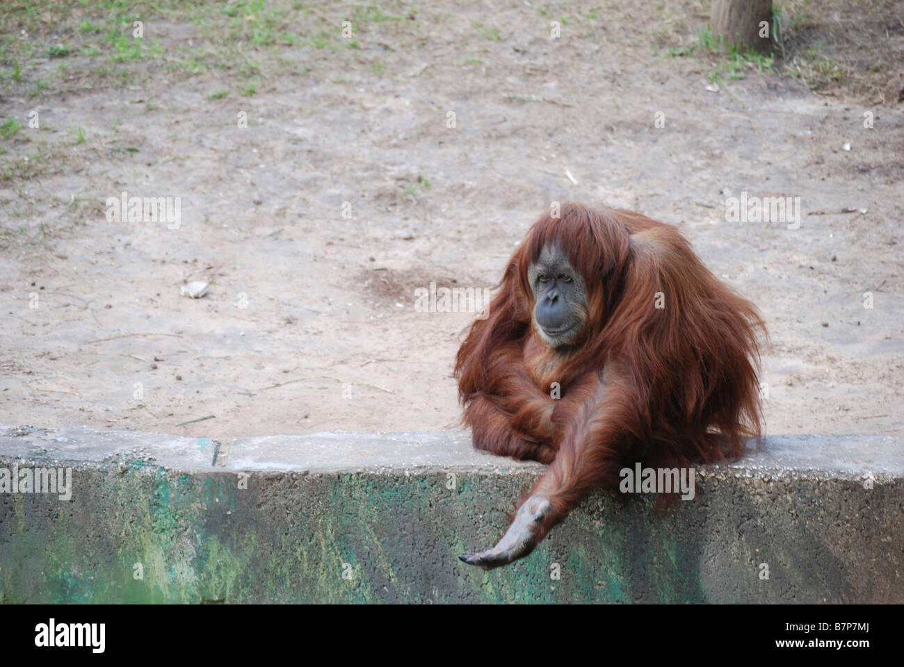 Beggar orangutan Foto Stock