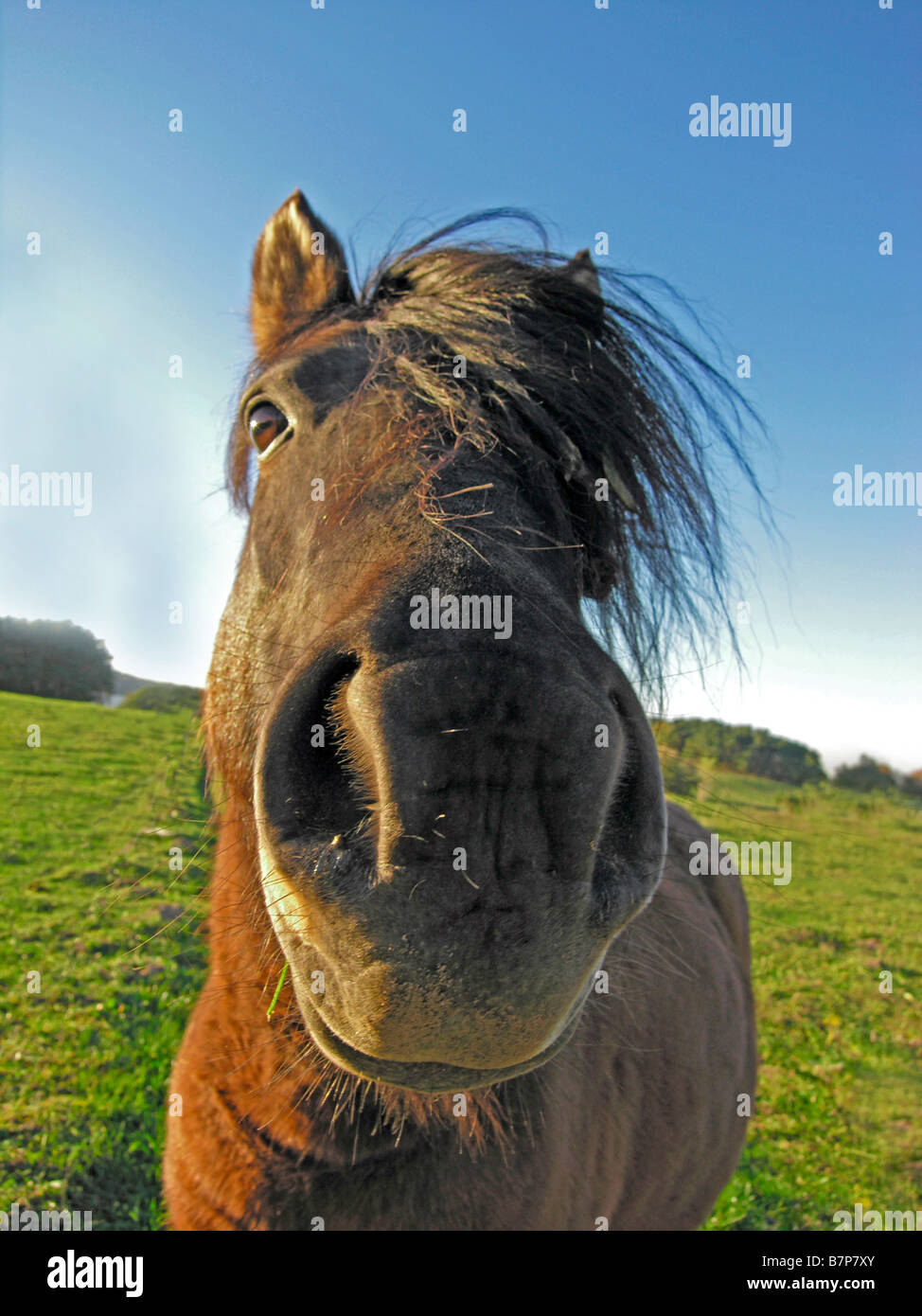 cavallo - muso Foto Stock