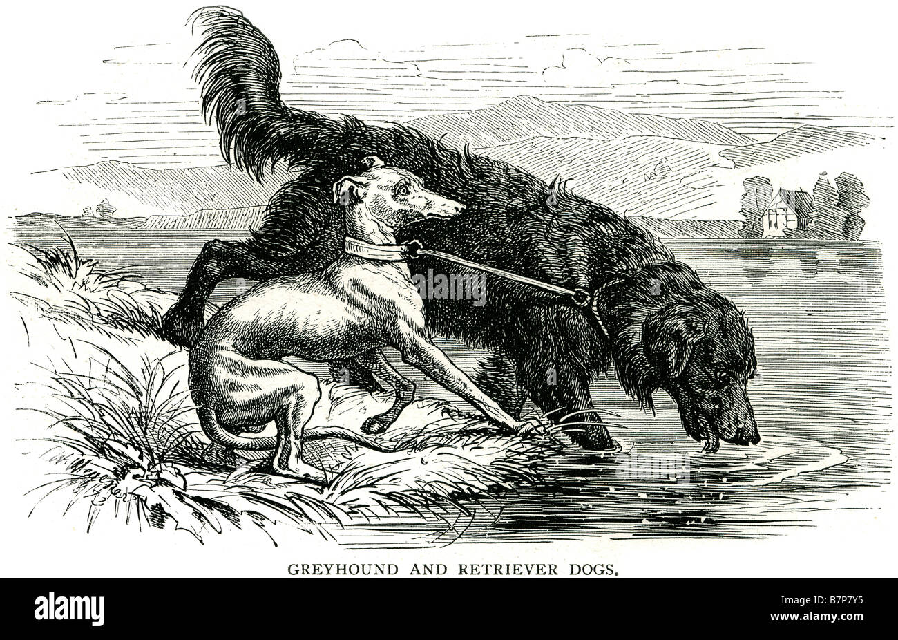 Levriero retriever cane da caccia potenti gambe canina guinzaglio pet di bere acqua di fiume del flusso di acqua di lago animale Foto Stock