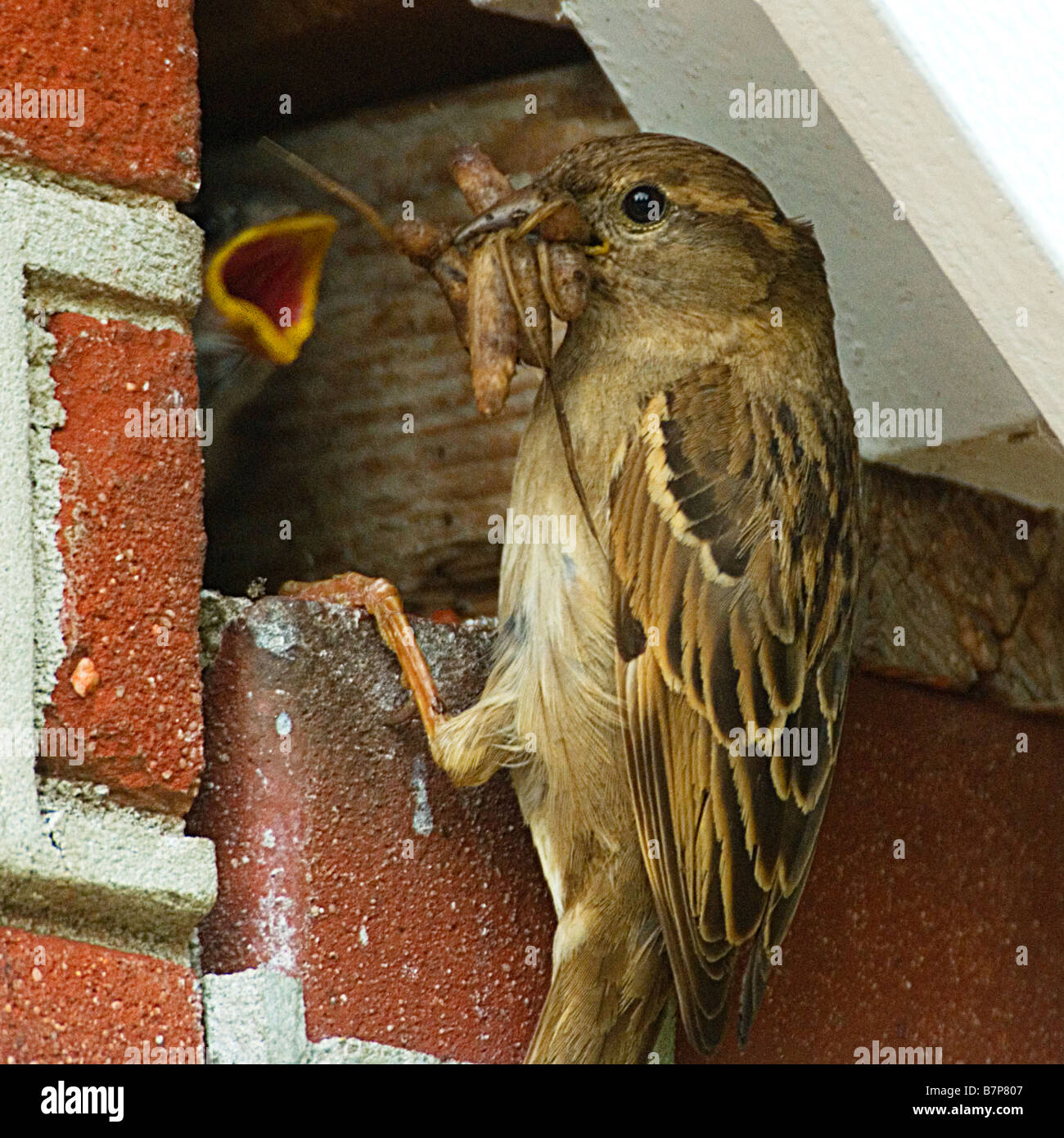 Sparrow pulcino di alimentazione con worm e vermi Foto Stock