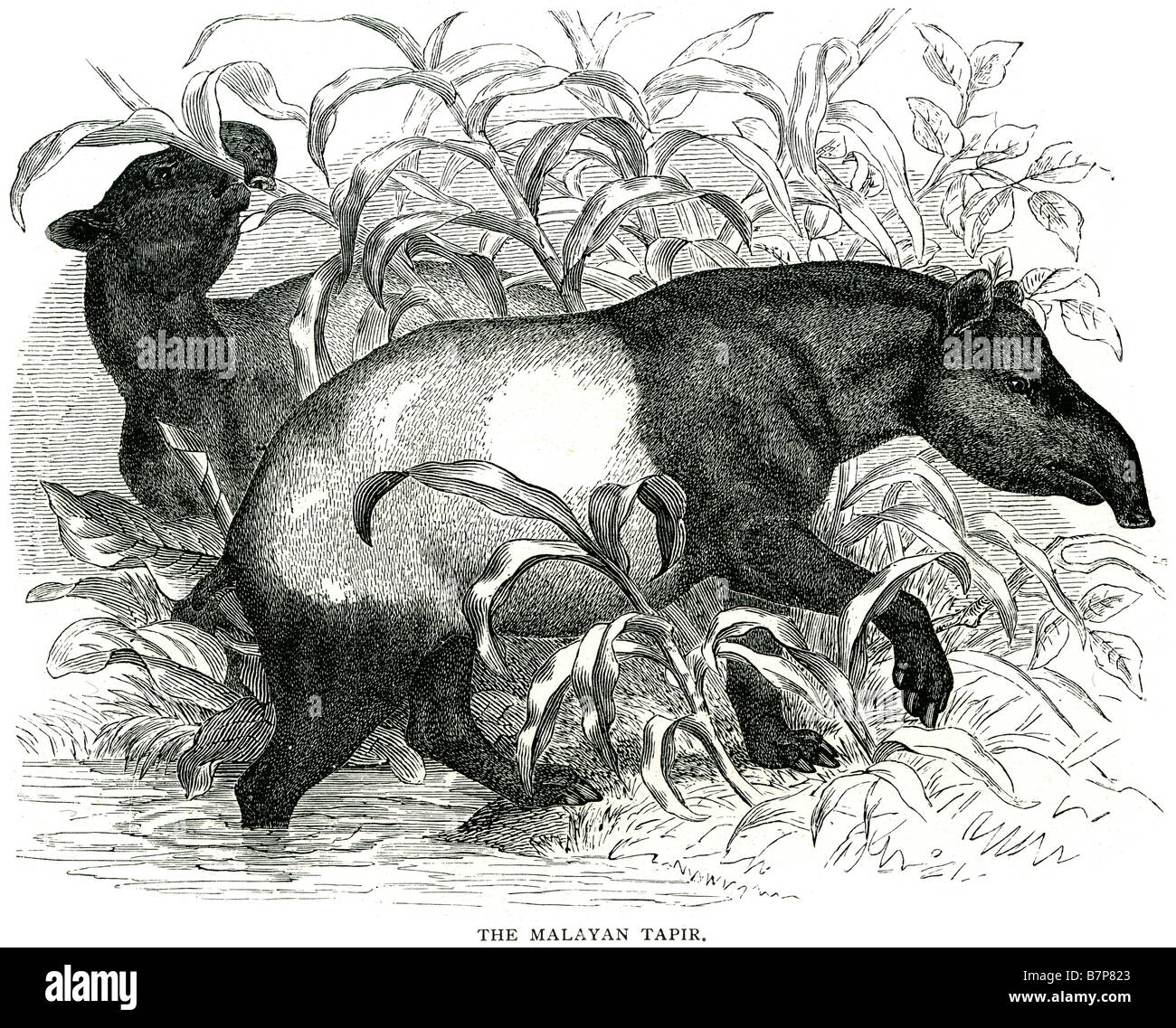 Il tapiro: la malese Tapirus indicus Asian cipan tenuk flusso di fiume mammifero bank rovistando mangiare natura fauna selvatica animali Outdoor Hab Foto Stock