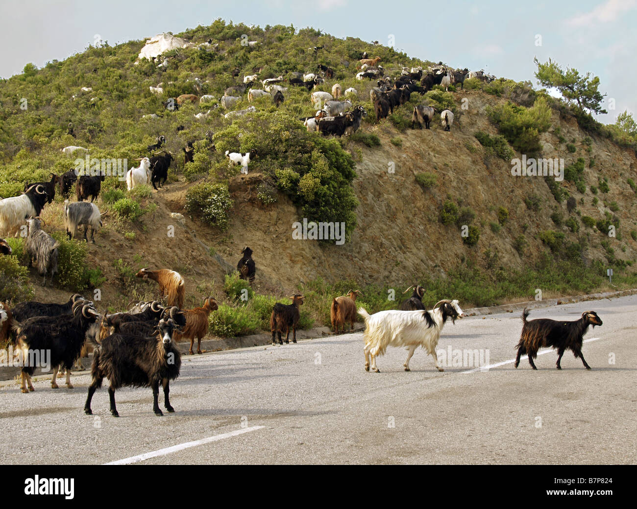 Allevamento di capre sulla strada Foto Stock