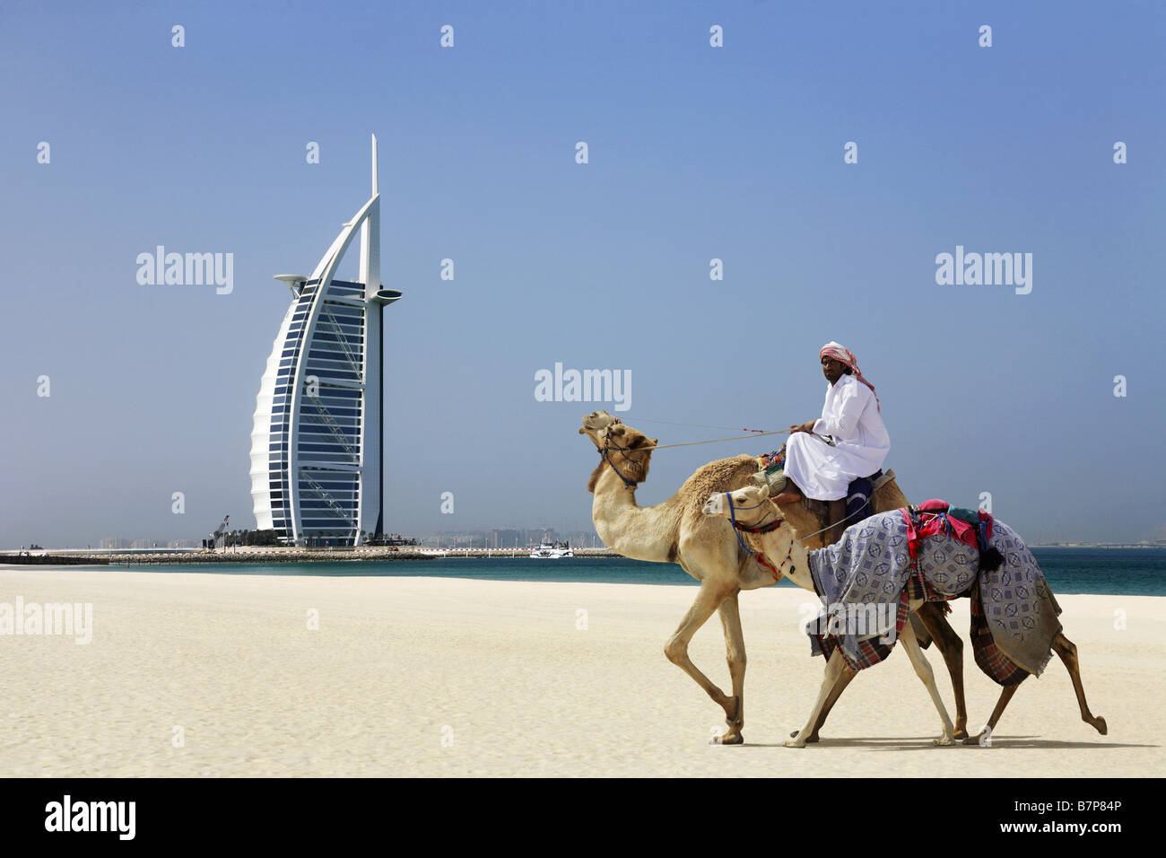 Cammelli passeggiate sulla spiaggia con il Burj al Arab Hotel in background, Dubai Foto Stock