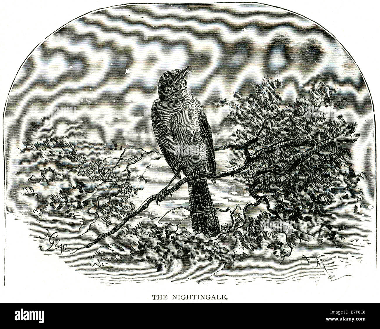 Nightingale uccello appollaiato ramo natura fauna selvatica animali all'esterno Il Nightingale (Luscinia megarhynchos), noto anche come Rufou Foto Stock