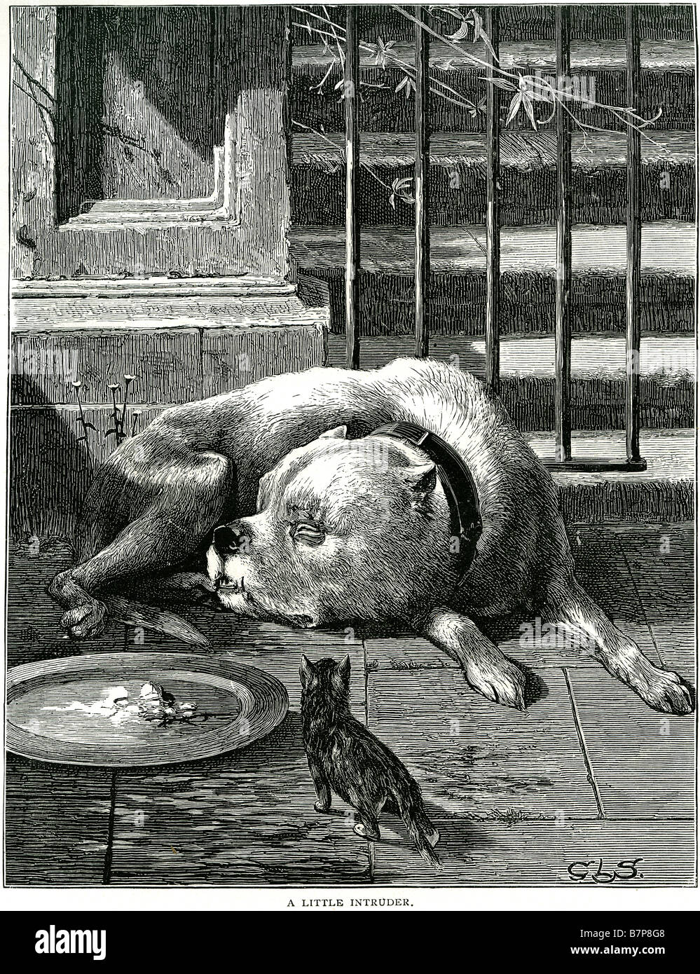 Po' intruso cane cucciolo cani gatti pet rubare cibo dormire a guardia passi casa di guardia di sospensione anteriore stanco cheeky Foto Stock