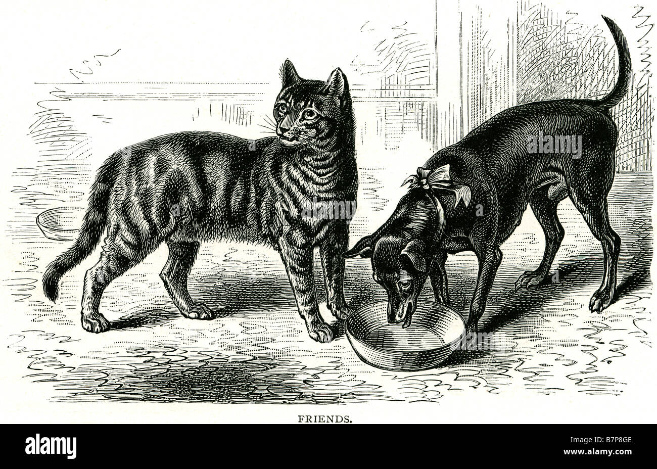Amici gatto cane condividendo cibo mangiare i gatti cani animali animali domestici di alimentazione degli animali all'interno di un fienile house room Foto Stock