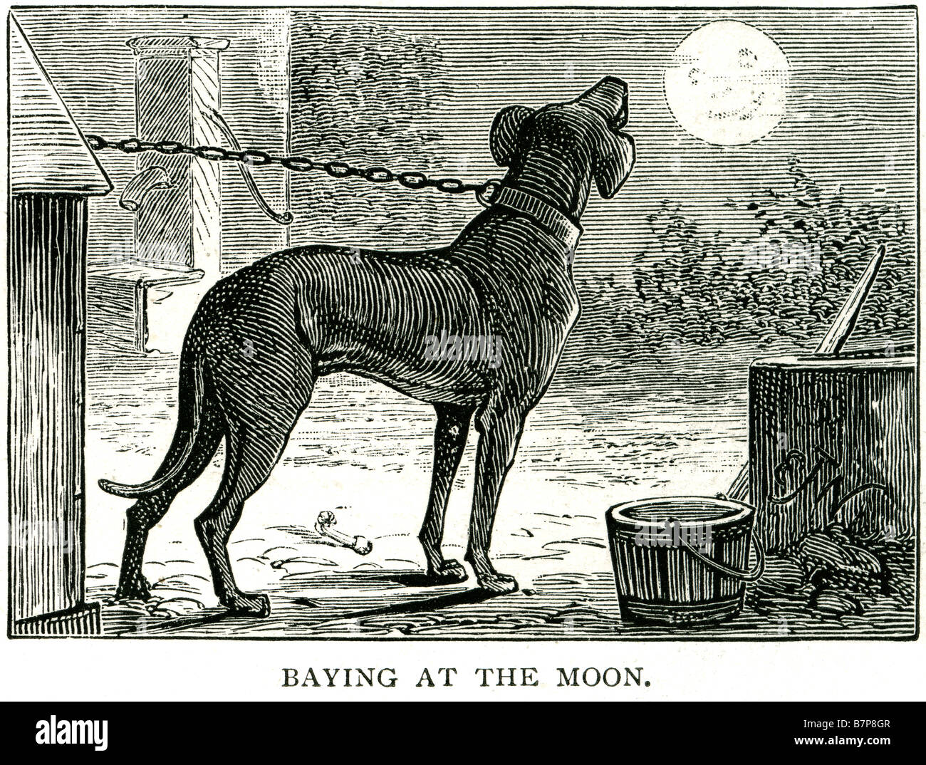 Baying ululati cane Canis lupus addomesticati lupo grigio Canidae famiglia carnivora. Il termine è usato per entrambi e selvatici varietie pet Foto Stock