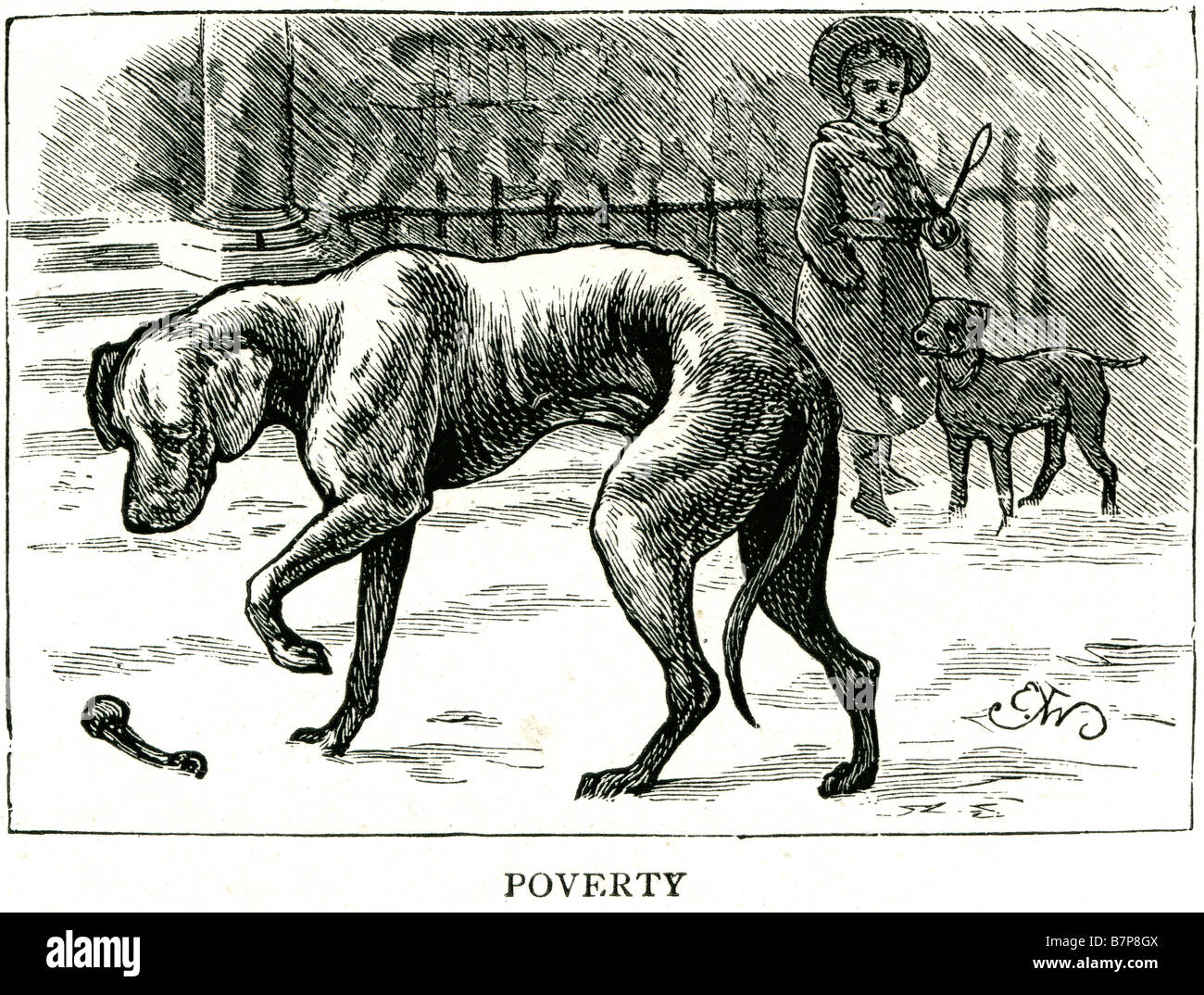 Cane canine povertà Fame trascurato Stray dog Canis lupus addomesticati lupo grigio Canidae famiglia Carnivora viene usato il termine fo Foto Stock