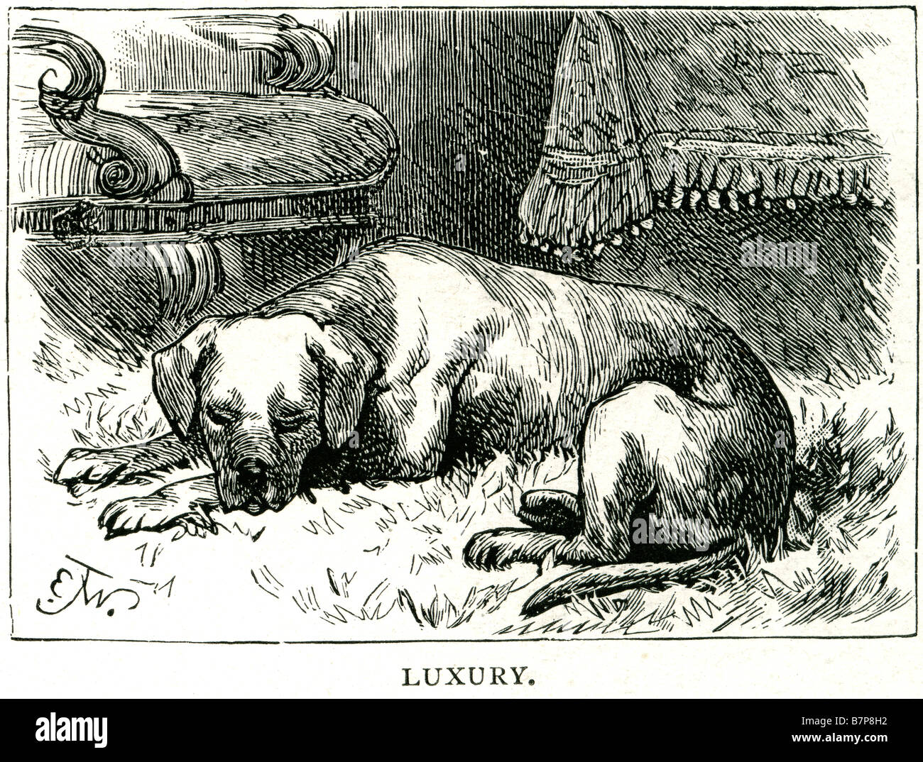 L'imbarazzo di lusso per cani viziati contenuto Happy dog Canis lupus addomesticati lupo grigio Canidae famiglia Carnivora viene usato il termine fo Foto Stock