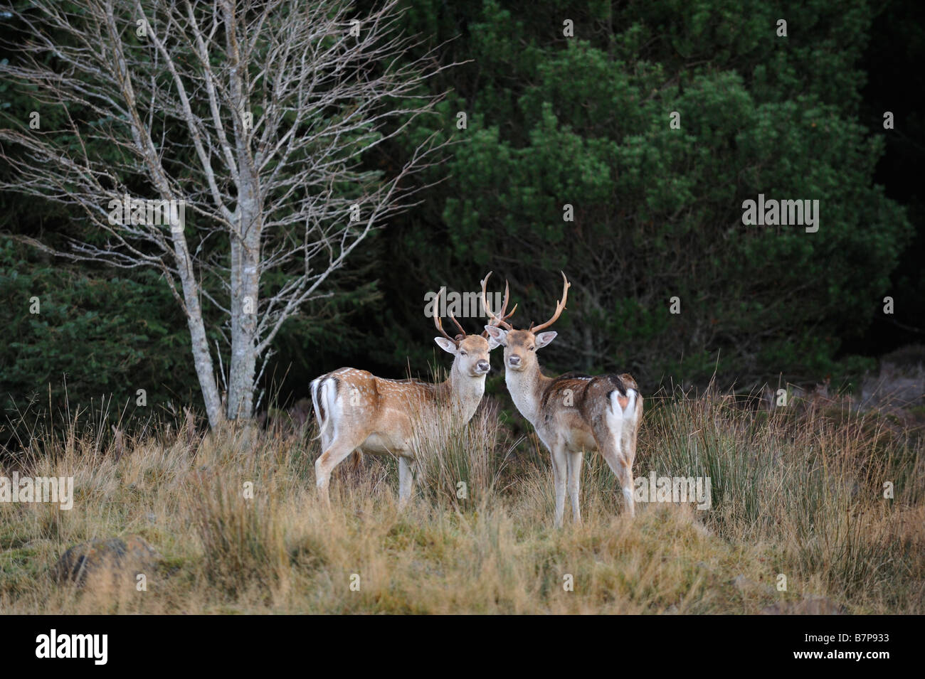 Coppia di daini nel bosco in Strath Tummel Perthshire Scozia UK Foto Stock