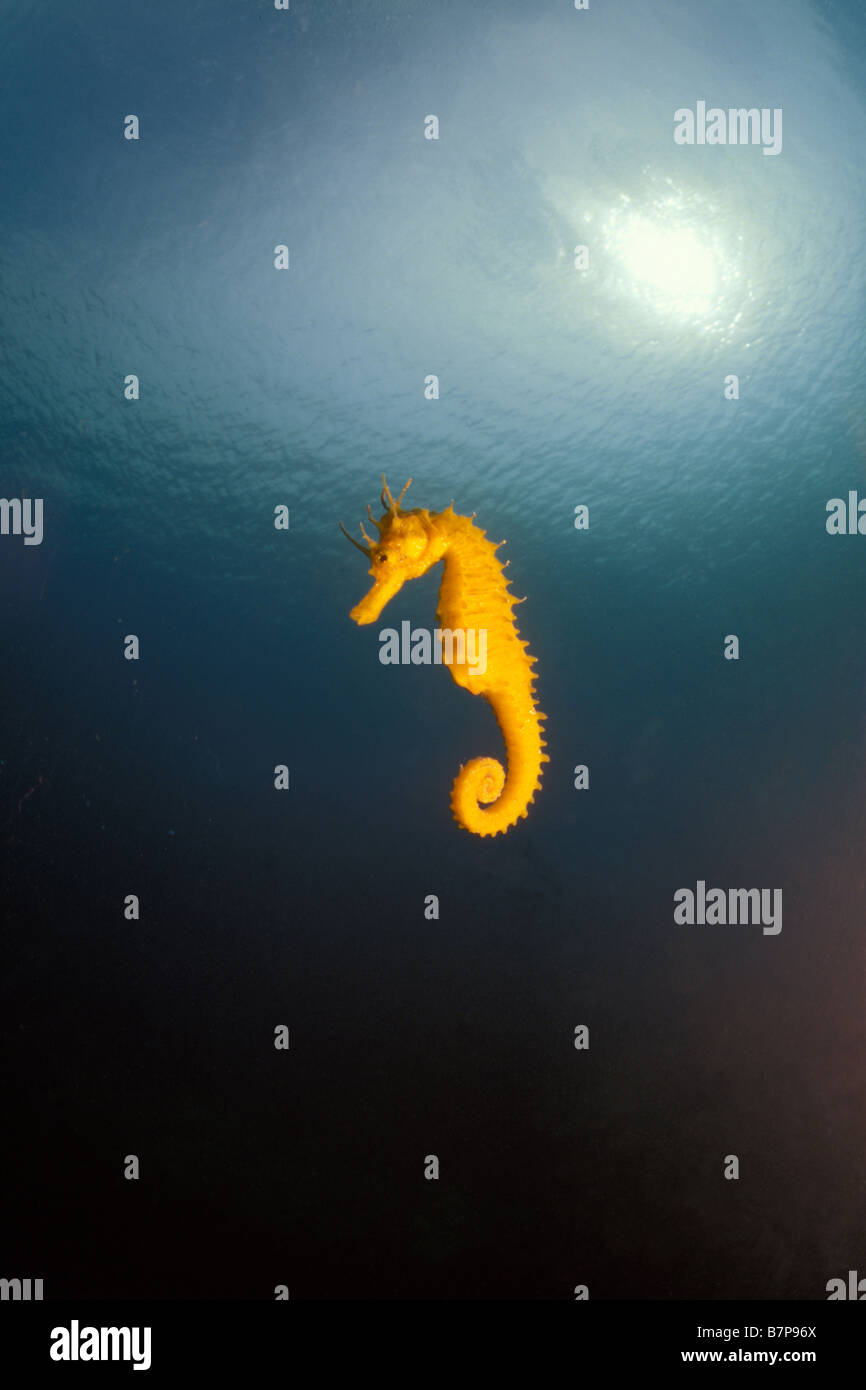 A lungo snouted Seahorse (Hippocampus guttulatus) in metà acqua Foto Stock