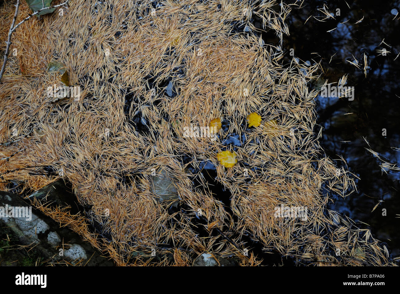 Aghi di larice galleggianti in un bosco di flusso in Strath Tummel Perthshire Scozia UK Foto Stock