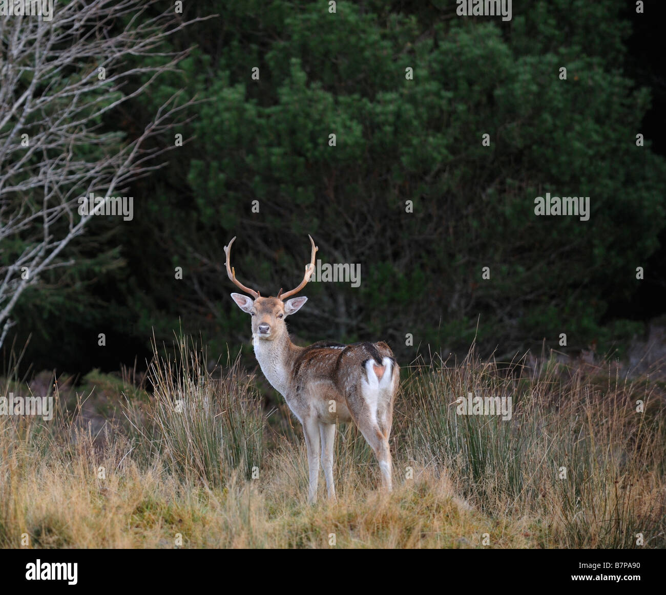Daini nel bosco in Strath Tummel Perthshire Scozia UK Foto Stock