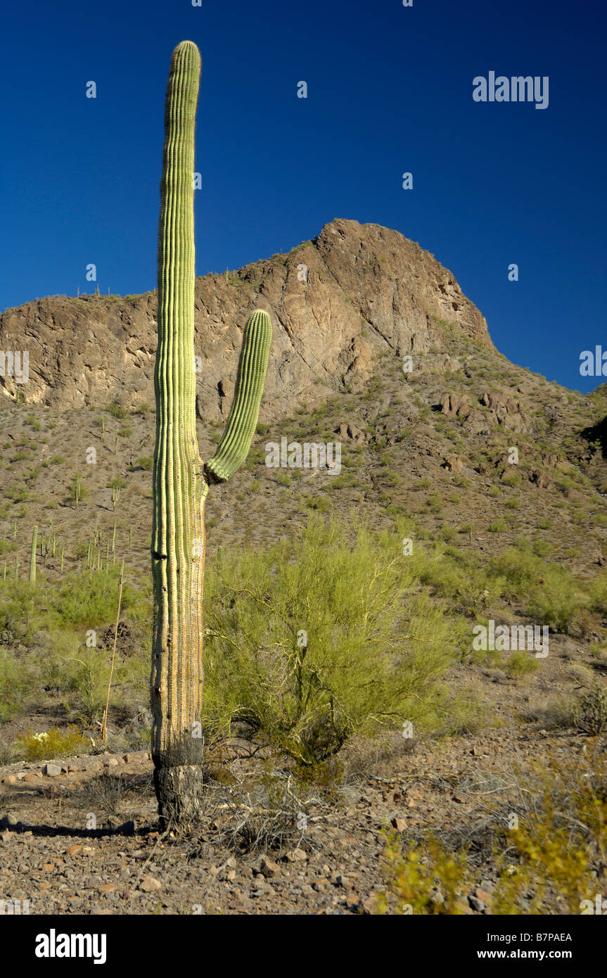 Una matura cactus Saguaro nel picco Picacho parco statale, Arizona Foto Stock