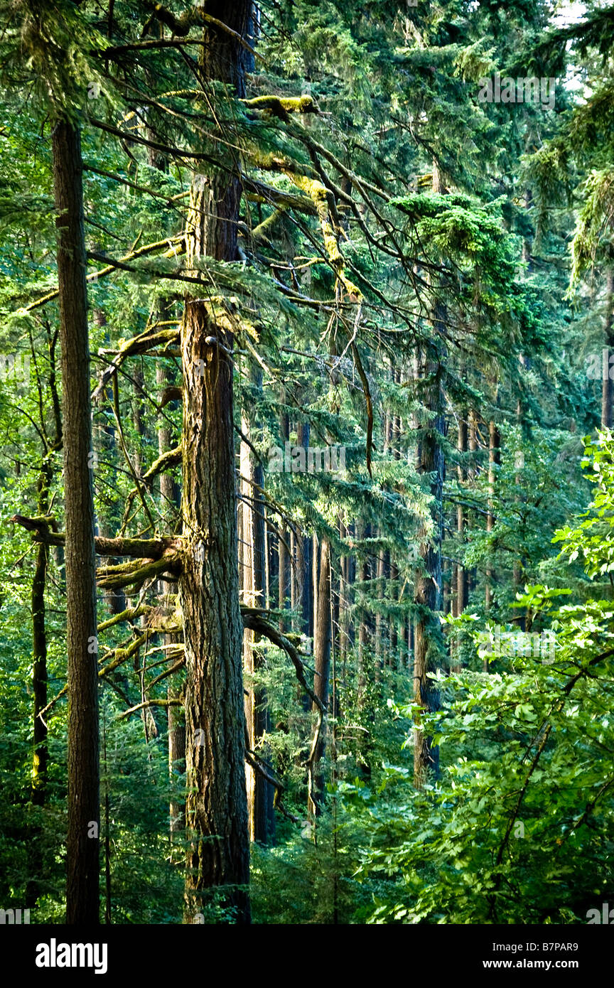 Douglas firs in un vecchio-foresta, vicino a Eugene, Oregon. Foto Stock