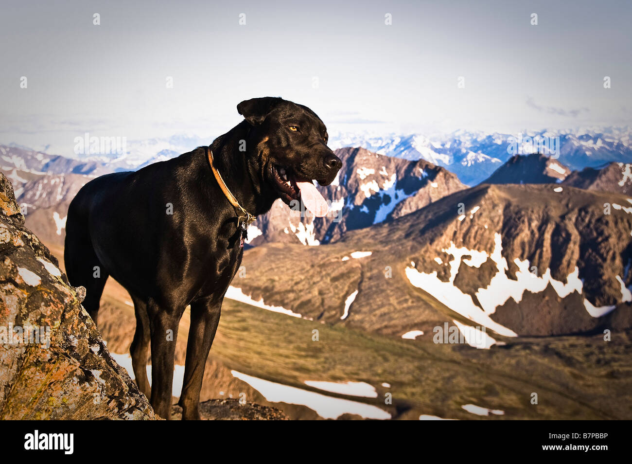 Un laboratorio di nero sulla parte superiore della O'Malley picco, nella parte anteriore Chugach range, al di sopra di Alaska, Anchorage. Foto Stock