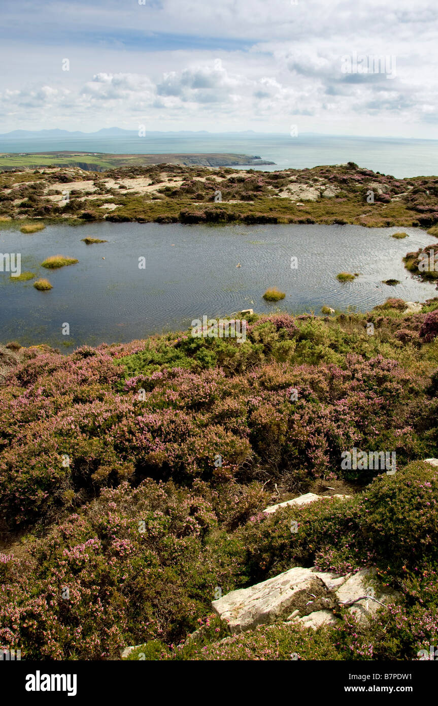 Vista su heather verso il Galles terraferma da Holyhead Isola di Anglesey Foto Stock