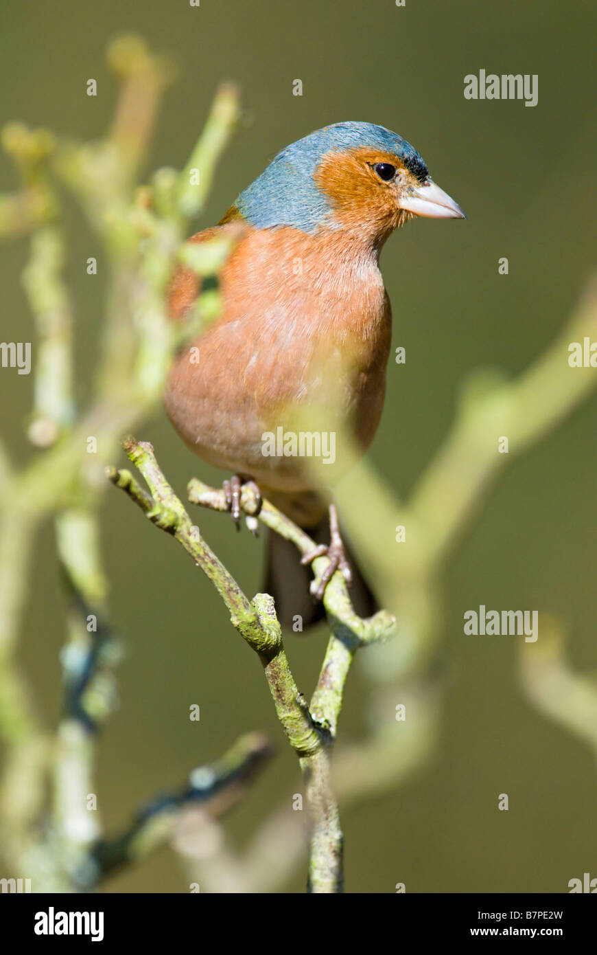 Caffinch appollaiato in filiali Foto Stock