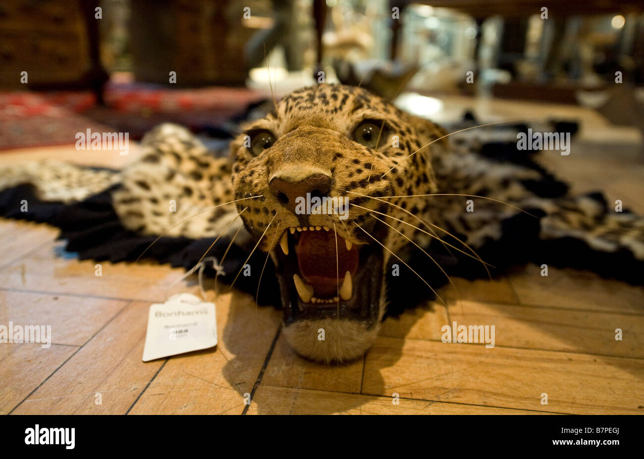 A pelle di leopardo rug fra il Serraglio di animali dal Vittoriano e epoca edoardiana a Bonhams Gentleman's Library Vendita Londra Foto Stock