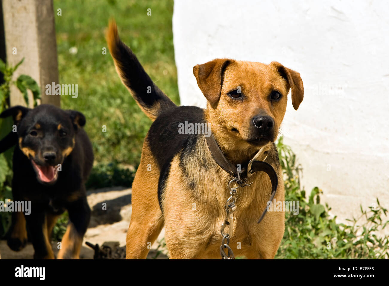 due cani Foto Stock