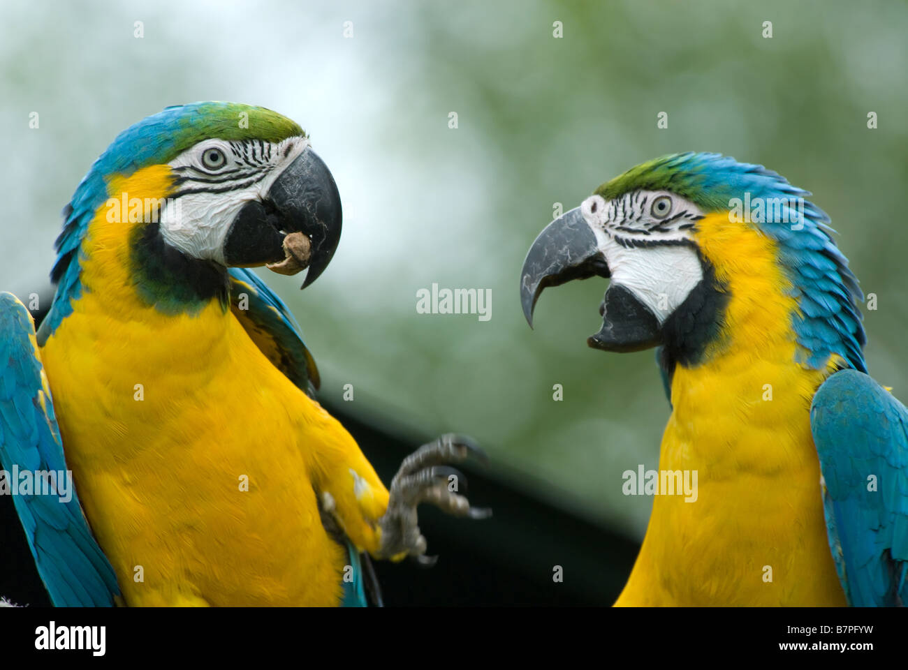 In prossimità di due belle blu e giallo macaw s Ara ararauna Foto Stock