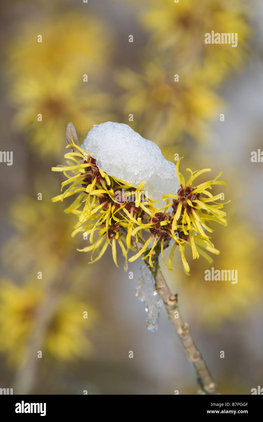 Cinese (Amamelide Hamamelis x intermedia pallida) Fiori con cappuccio di neve giardino Adel Leeds West Yorkshire Inghilterra UK Febbraio Foto Stock