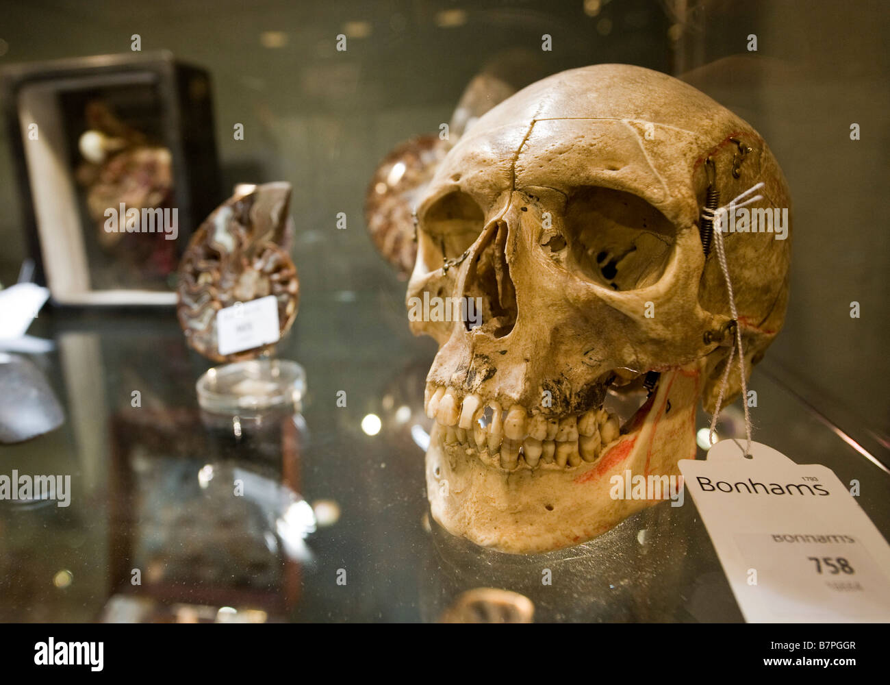 Parte del cranio del Bonhams Gentleman's Library vendita London REGNO UNITO Foto Stock