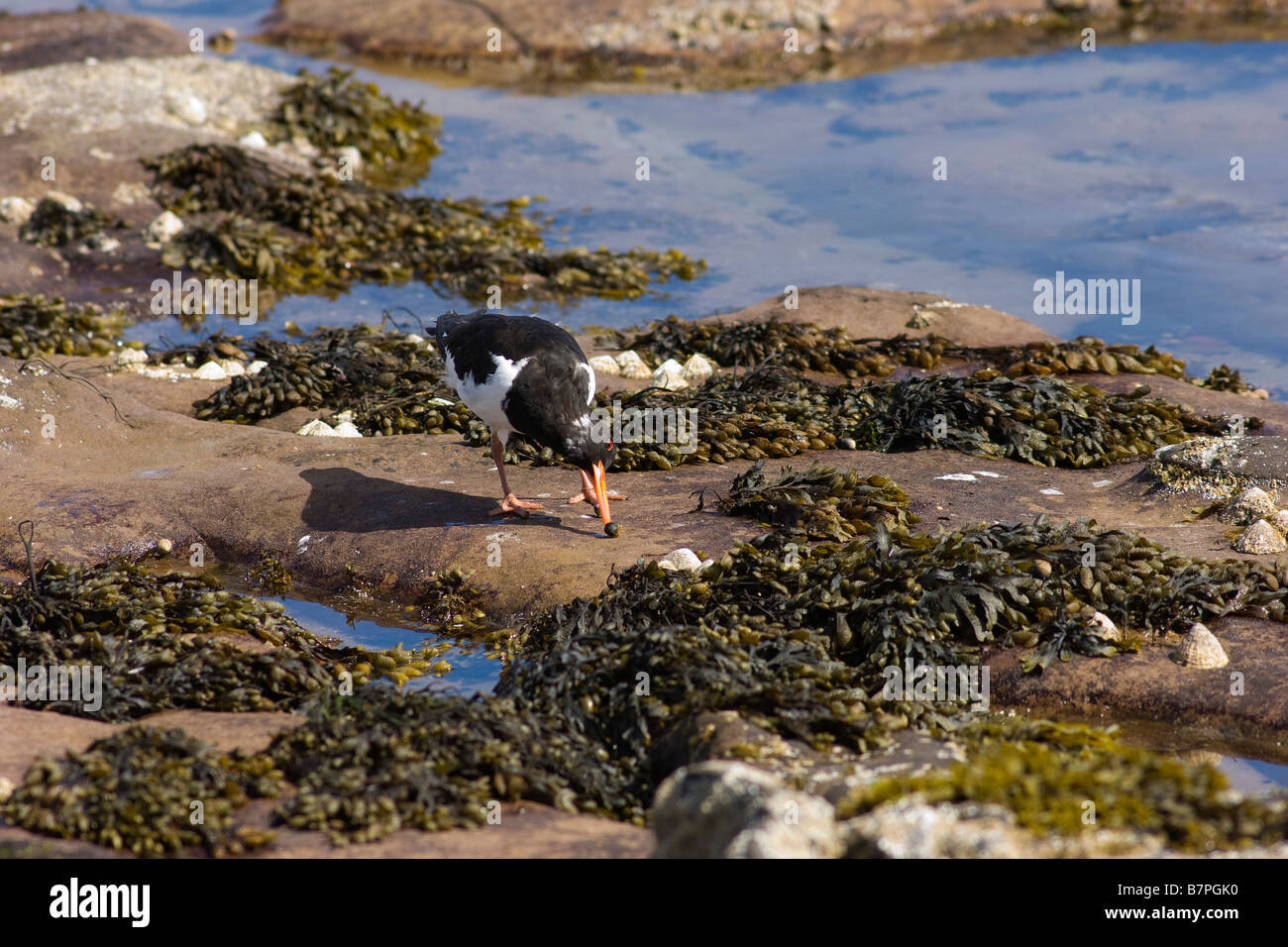 Beccaccia di mare uccelli bird ostreycatcher scogliere seahouses England Regno Unito Foto Stock